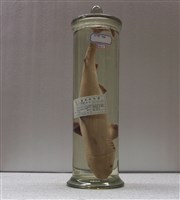 藏品(黑印白眼鮫)的圖片